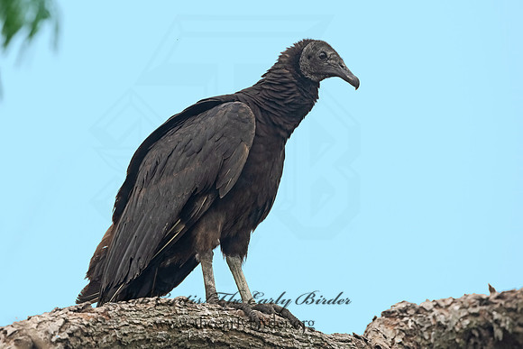 Coragyps atratus  BLACK VULTURE 3031128z