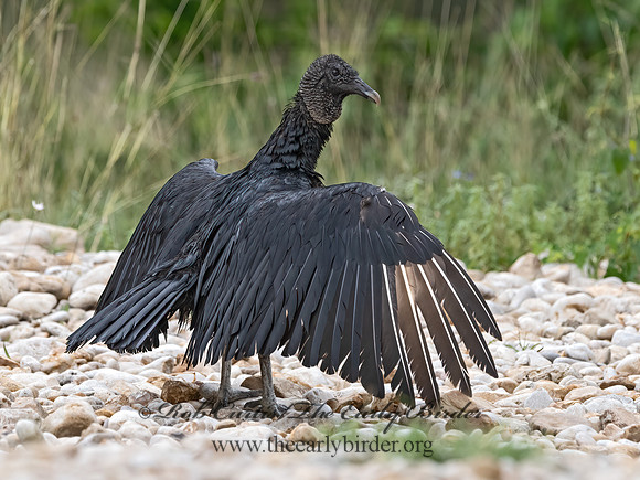 Coragyps atratus  BLACK VULTURE 3036043z