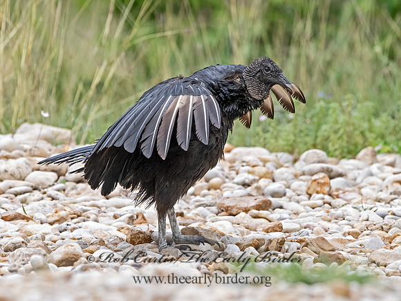 Coragyps atratus  BLACK VULTURE 3036044z