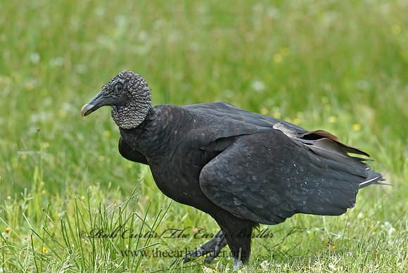 Coragyps atratus  BLACK VULTURE 6022679z