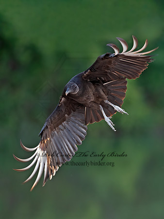 Coragyps atratus  BLACK VULTURE 6040658z