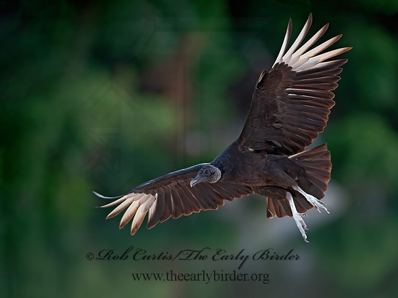 Coragyps atratus  BLACK VULTURE 6040660z