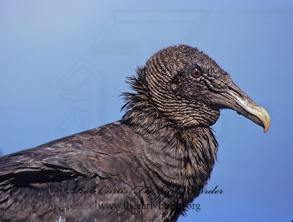 Coragyps atratus  BLACK VULTURE 272716z