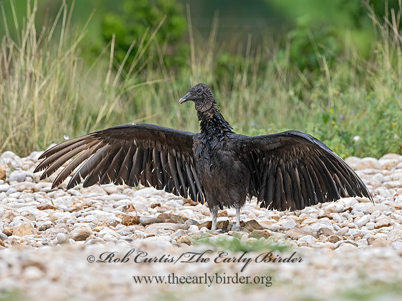 Coragyps atratus  BLACK VULTURE 3036047z