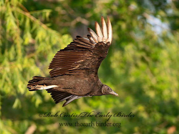 Coragyps atratus  BLACK VULTURE 6040695z