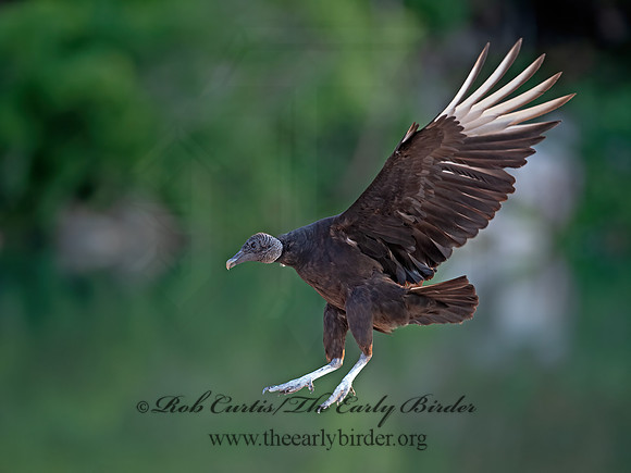 Coragyps atratus  BLACK VULTURE 6040664z