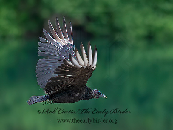 Coragyps atratus  BLACK VULTURE 6040637z