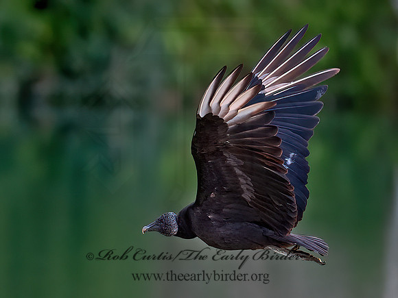 Coragyps atratus  BLACK VULTURE 6040646z