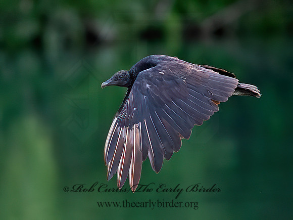 Coragyps atratus  BLACK VULTURE 6040651z