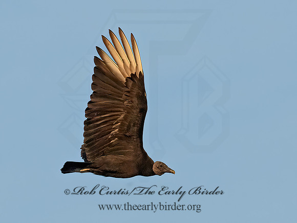 Coragyps atratus  BLACK VULTURE 6040703z