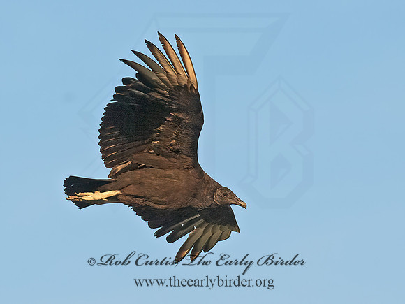 Coragyps atratus  BLACK VULTURE 6040707z
