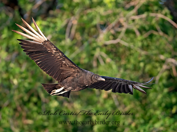 Coragyps atratus  BLACK VULTURE 6040710z