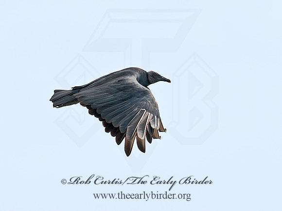 Coragyps atratus  BLACK VULTURE 8035845z