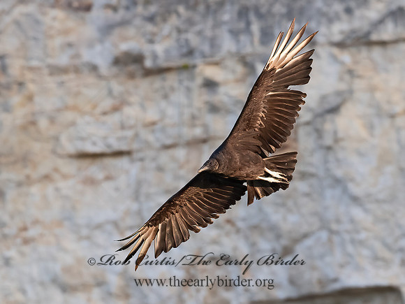 Coragyps atratus  BLACK VULTURE 6040673z