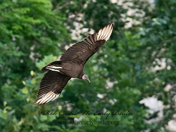 Coragyps atratus  BLACK VULTURE 6040668z