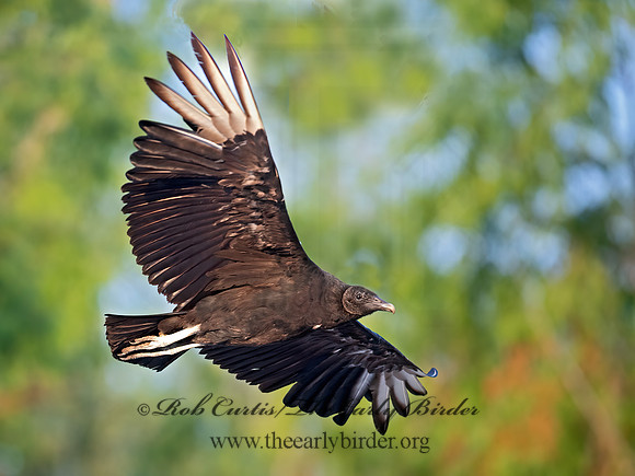 Coragyps atratus  BLACK VULTURE 6040715z