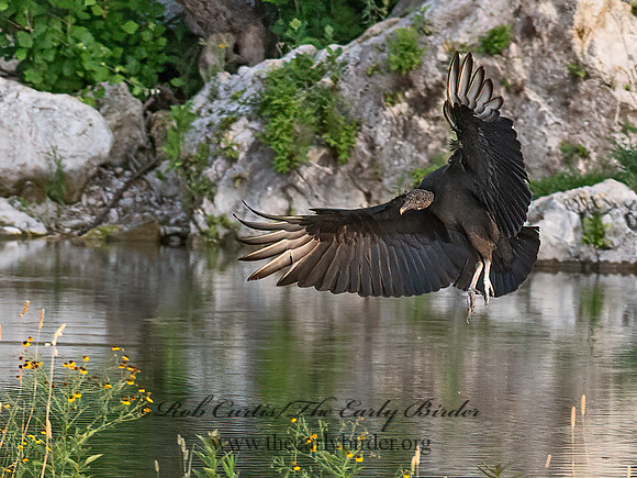 Coragyps atratus  BLACK VULTURE 6040669z