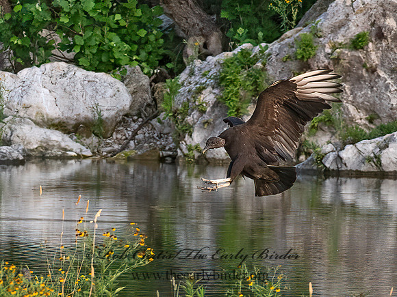 Coragyps atratus  BLACK VULTURE 6040671z