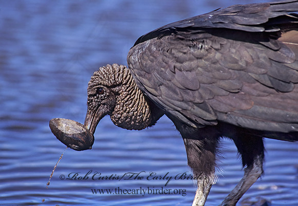 Coragyps atratus  BLACK VULTURE 272708z