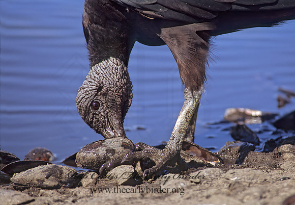 Coragyps atratus  BLACK VULTURE 272721z