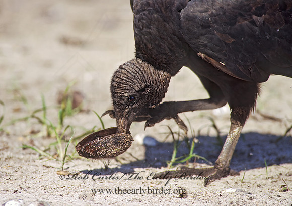 Coragyps atratus  BLACK VULTURE 272734z