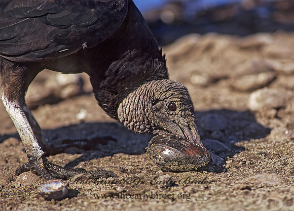 Coragyps atratus  BLACK VULTURE 272737z
