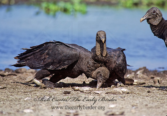 Coragyps atratus  BLACK VULTURE 272705z
