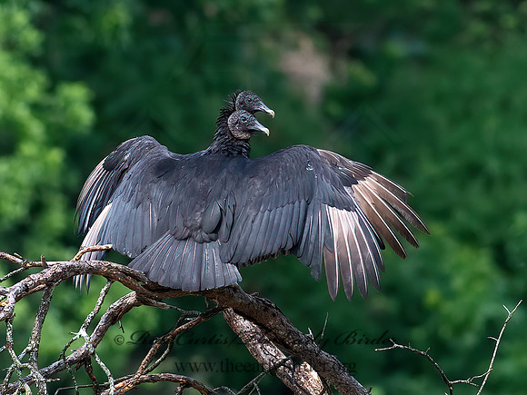 Coragyps atratus  BLACK VULTURE 6040627z