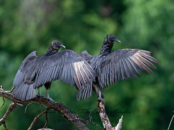 Coragyps atratus  BLACK VULTURE 6040629z
