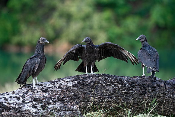 Coragyps atratus  BLACK VULTURE 6040632z
