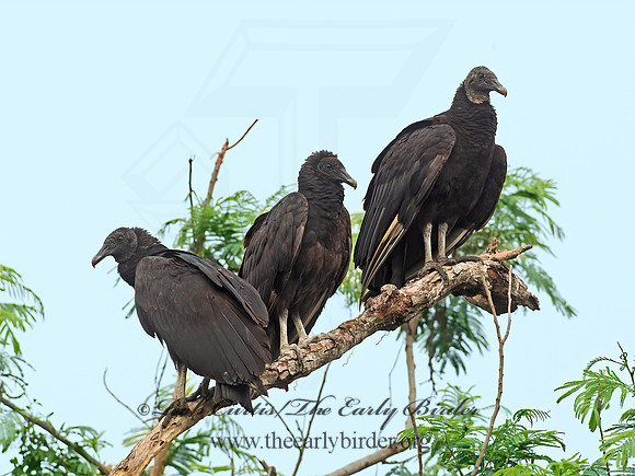 Coragyps atratus  BLACK VULTURE 6039539z