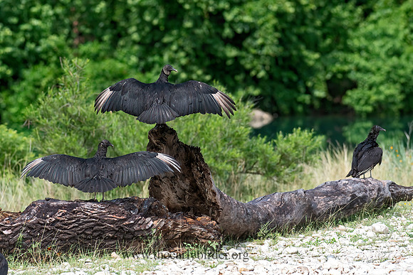 Coragyps atratus  BLACK VULTURE 6040635z