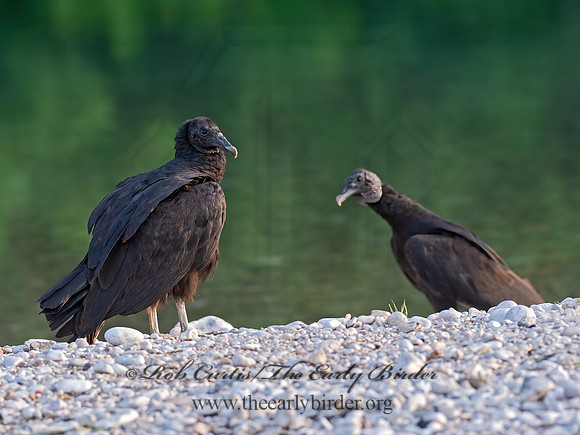 Coragyps atratus  BLACK VULTURE 6040655z