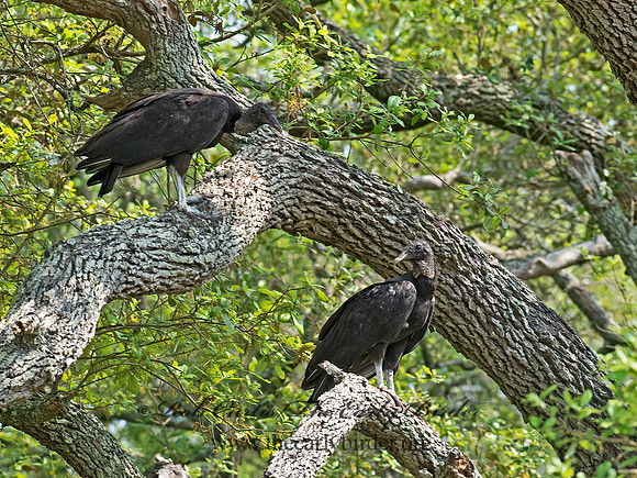 Coragyps atratus  BLACK VULTURE 6039006z
