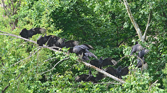 Coragyps atratus  BLACK VULTURE 3036013z