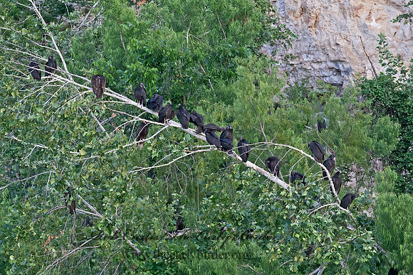 Coragyps atratus  BLACK VULTURE 6040675z
