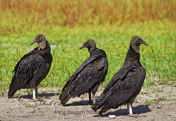 Coragyps atratus  BLACK VULTURE 272731z