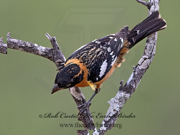 Pheucticus melanocephalus  BLACK-HEADED GROSBEAK 3037008z