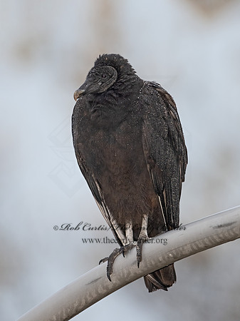 Coragyps atratus  BLACK VULTURE 3042200z-