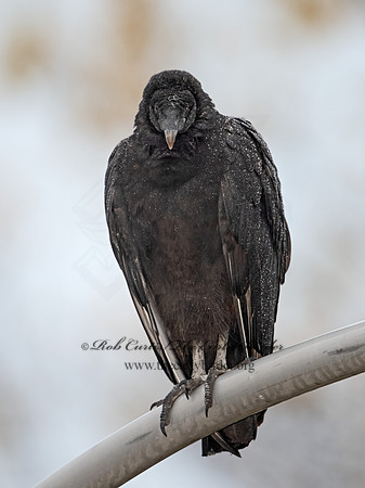 Coragyps atratus  BLACK VULTURE 3042196z-