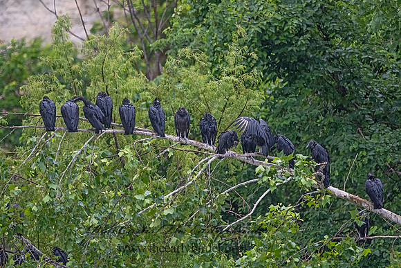 Coragyps atratus  BLACK VULTURE 3035982z-