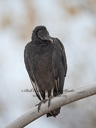Coragyps atratus  BLACK VULTURE 3042195z-