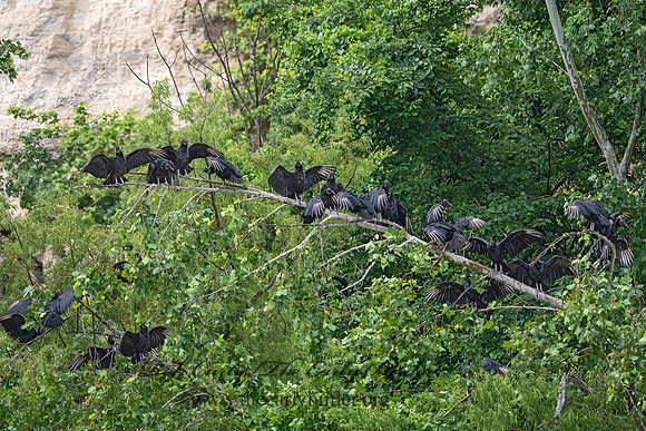 Coragyps atratus  BLACK VULTURE 3036025z-
