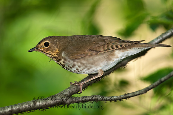 Catharus ustulatus  SWAINSON'S THRUSH 8022279z