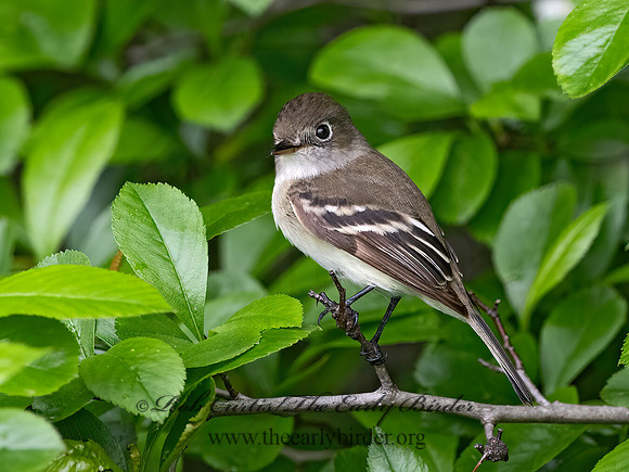 Empidonax minimus  LEAST FLYCATCHER 1302962z
