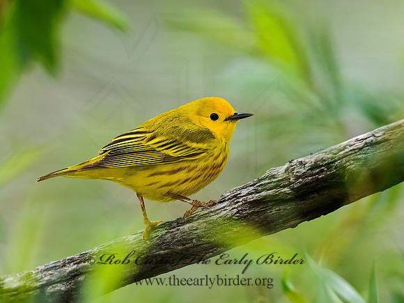 Setophaga petechia  YELLOW WARBLER 8003167z