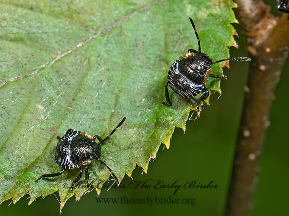 Chinavia hilaris GREEN STINKBUG 9090075z