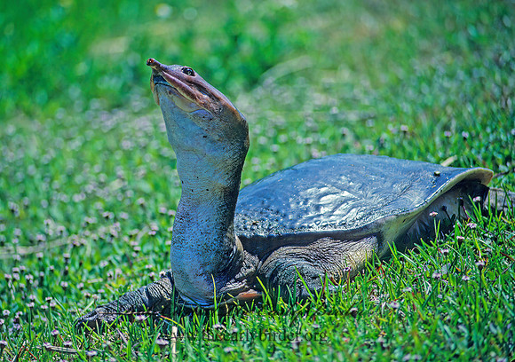 Apalone ferox  FLORIDA SOFTSHELL TURTLE 19015.1 z