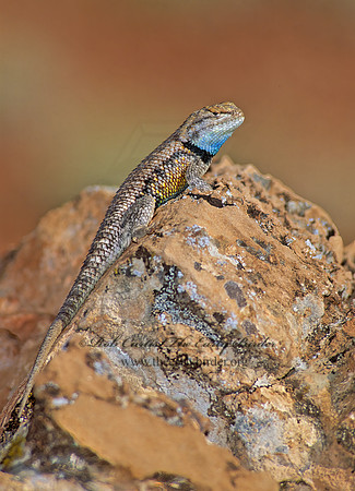 Sceloporus magister cephaloflavus  ORANGE HEADED SPINY LIZARD 104412z