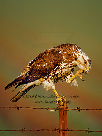 Buteo swainsoni  SWAINSON'S HAWK 204615-1z